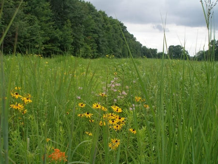 WILDFLOWER SEEDS - Anthoxanthum nitens (Sweet Grass) Wild Flower