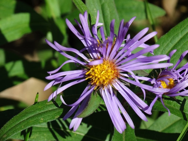 Aster novae-angliae - New England Aster