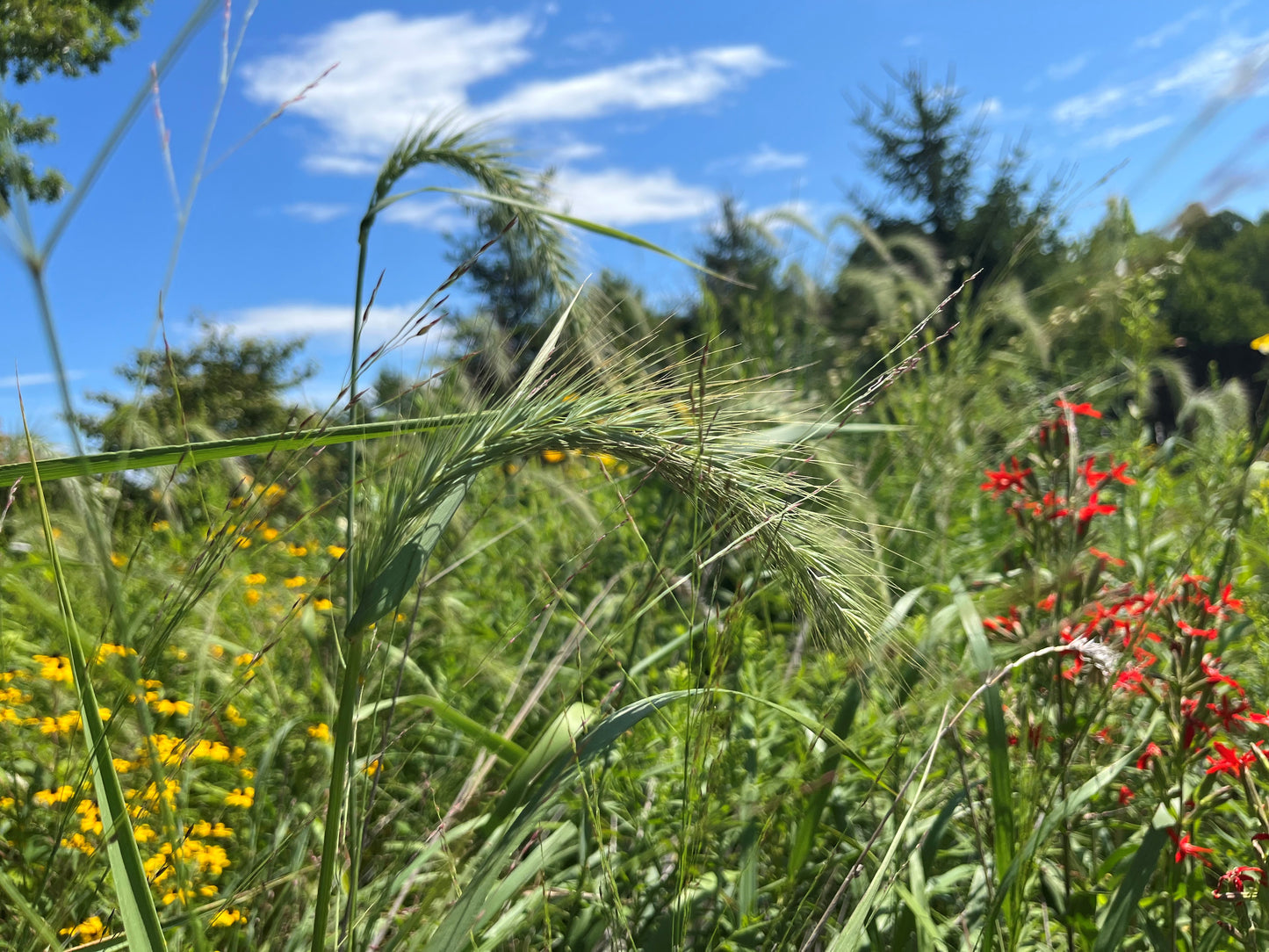 Elymus canadensis - Nodding Wild Rye