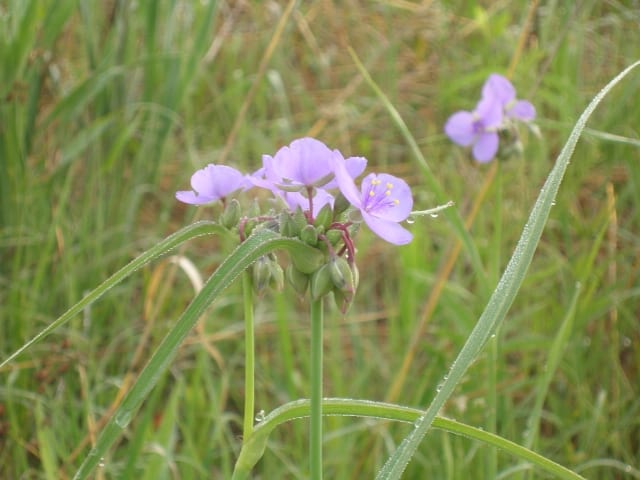 Tradescantia ohiensis - Ohio Spiderwort