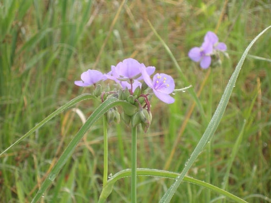 Tradescantia ohiensis - Ohio Spiderwort