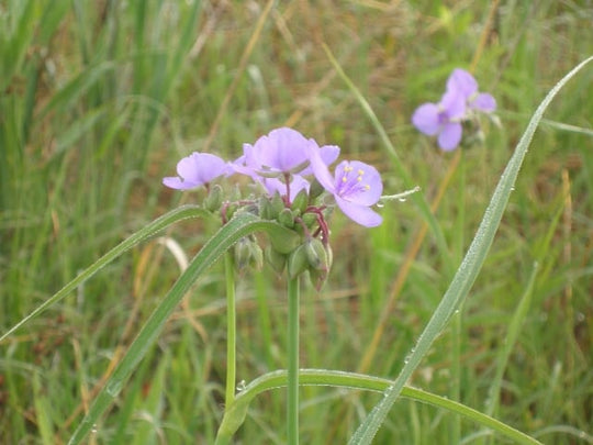 Tradescantia ohiensis - Ohio Spiderwort