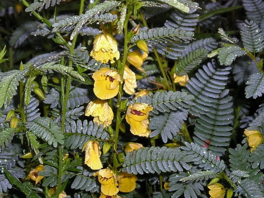 Chamaecrista fasciculata - Partridge Pea