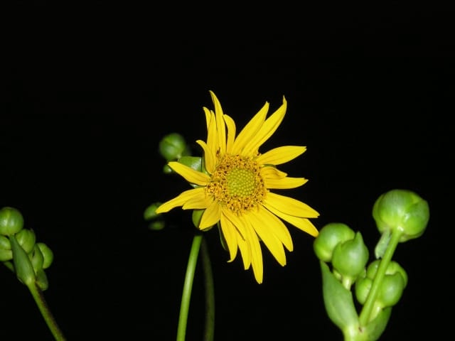 Silphium terebinthinaceum - Prairie Dock