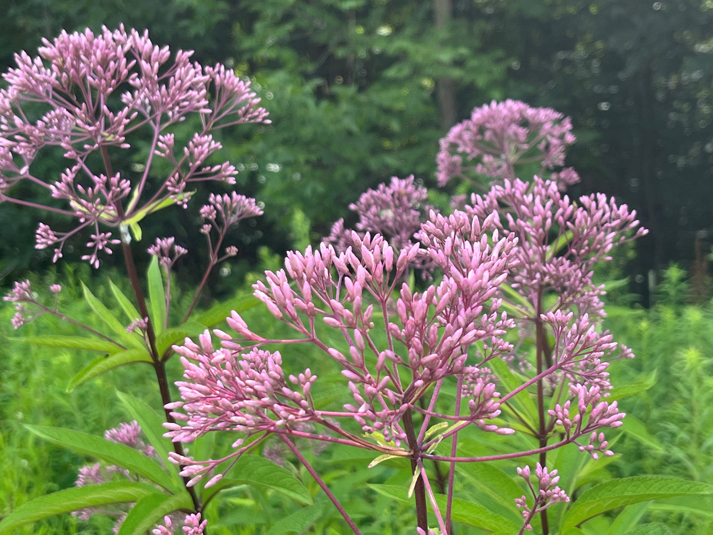 Privacy Pollinator Fence Native Seed Mix