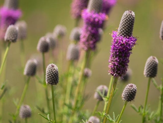 Dalea purpurea - Purple Prairie Clover