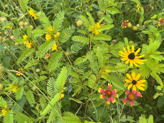 Quick Growing Wildflowers Native Seed Mix