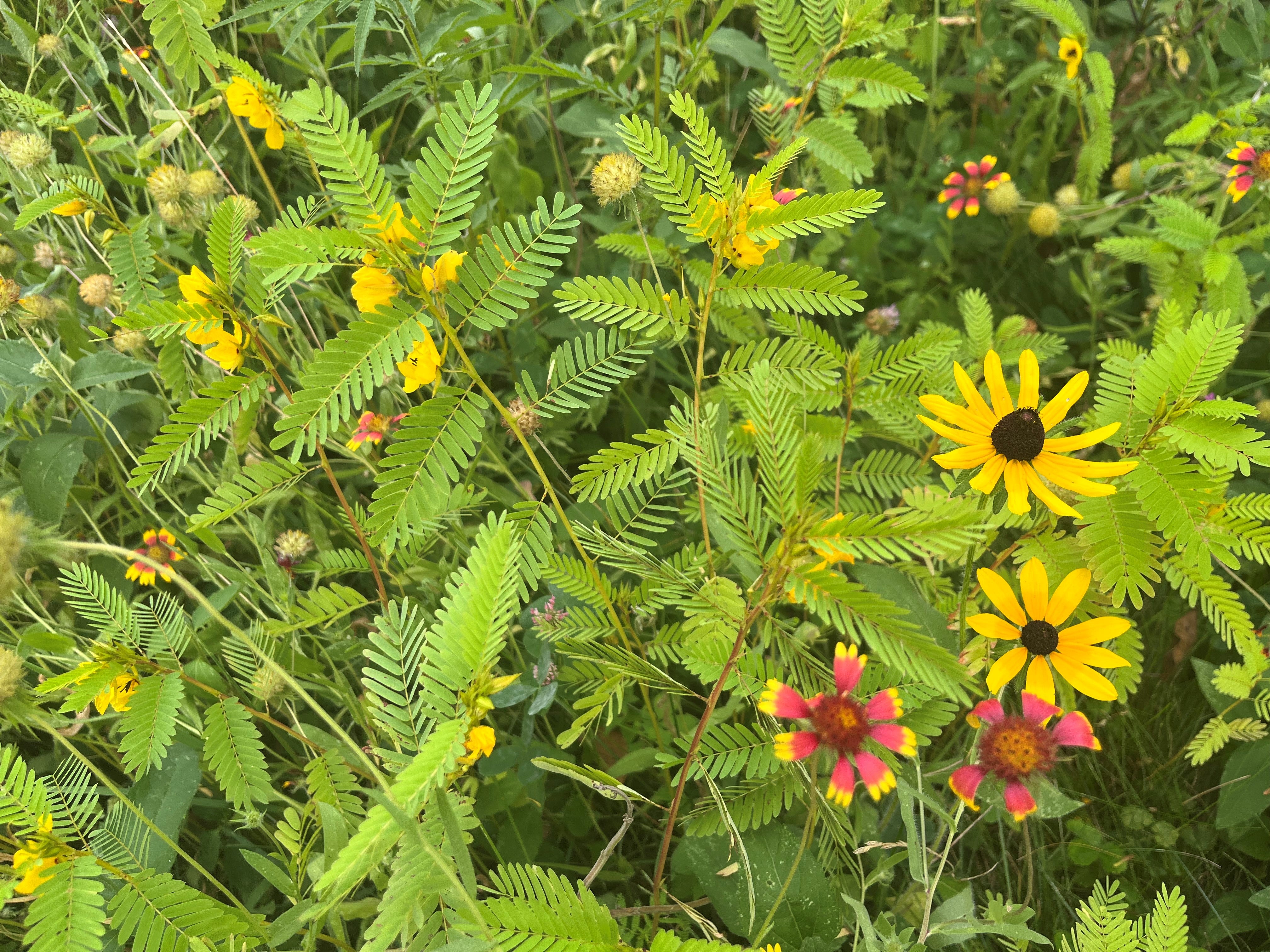 Quick Growing Wildflowers Mix