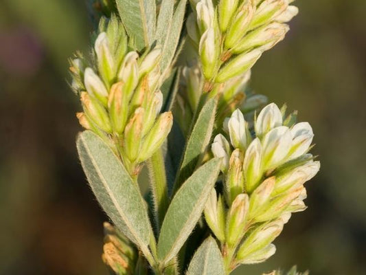 Lespedeza capitata - Roundheaded Bushclover