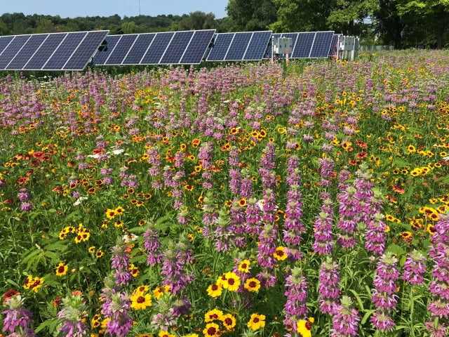 Solar Field Grass Mix