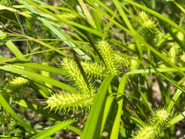 Sedge Meadow Native Seed Mix