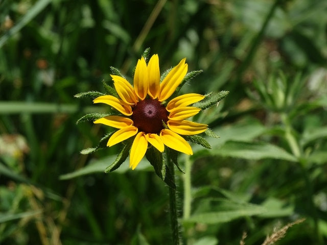 Septic Field Native Seed Mix