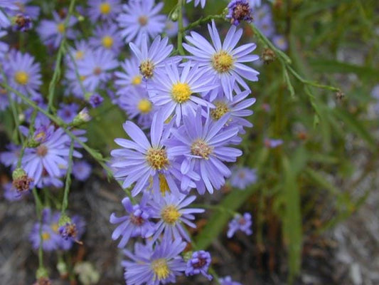 Aster azureus - Sky Blue Aster