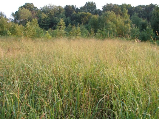 Panicum virgatum - Switch Grass