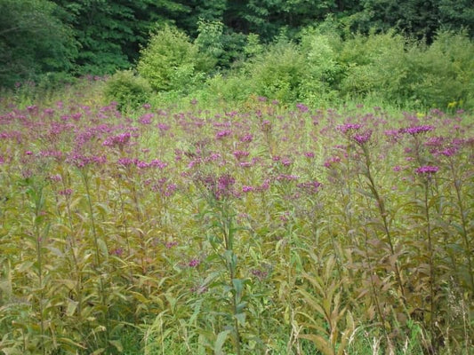 Vernonia altissima - Tall Ironweed