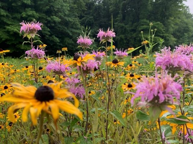 Too Wet to Mow Native Seed Mix