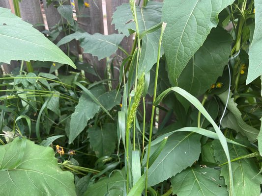 Elymus virginicus - Virginia Wild Rye