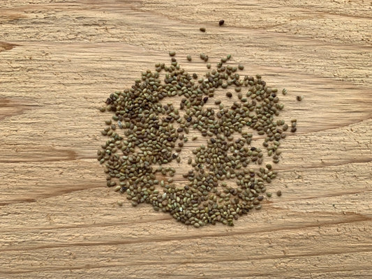 Dalea candida - White Prairie Clover