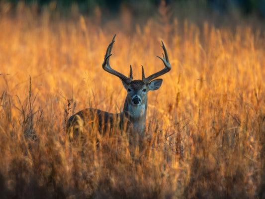 Whitetail Deer Native Grass Bedding Mix