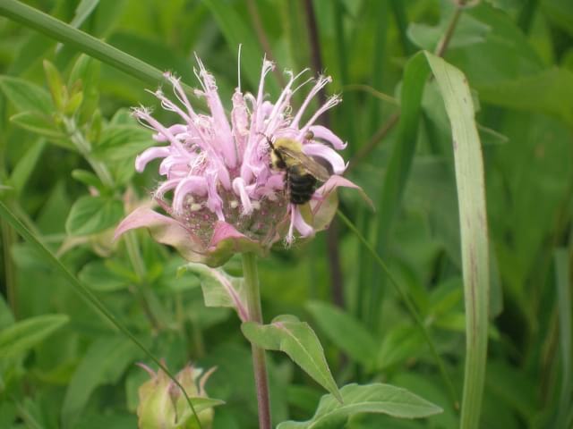 Monarda fistulosa - Wild Bergamot