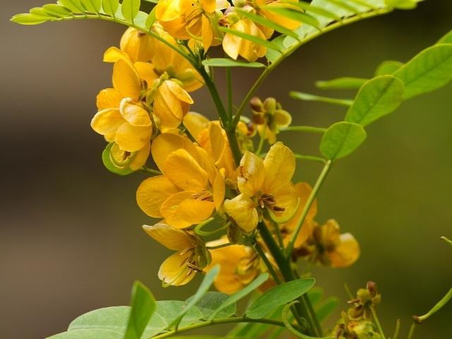 Senna hebecarpa - Wild Senna