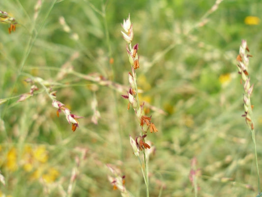 Wind Farm Short Grass Mix