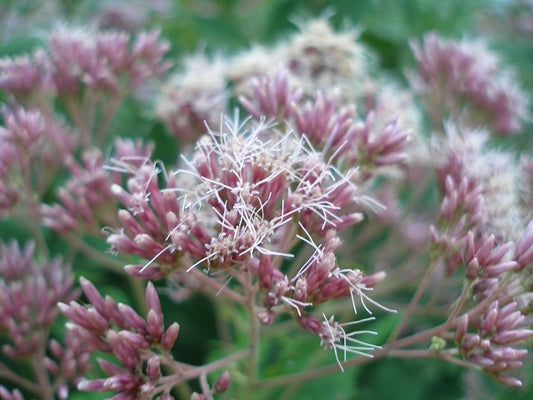 Woodland Edge Native Seed Mix