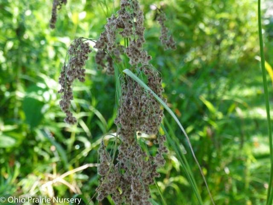 Scirpus cyperinus - Woolgrass