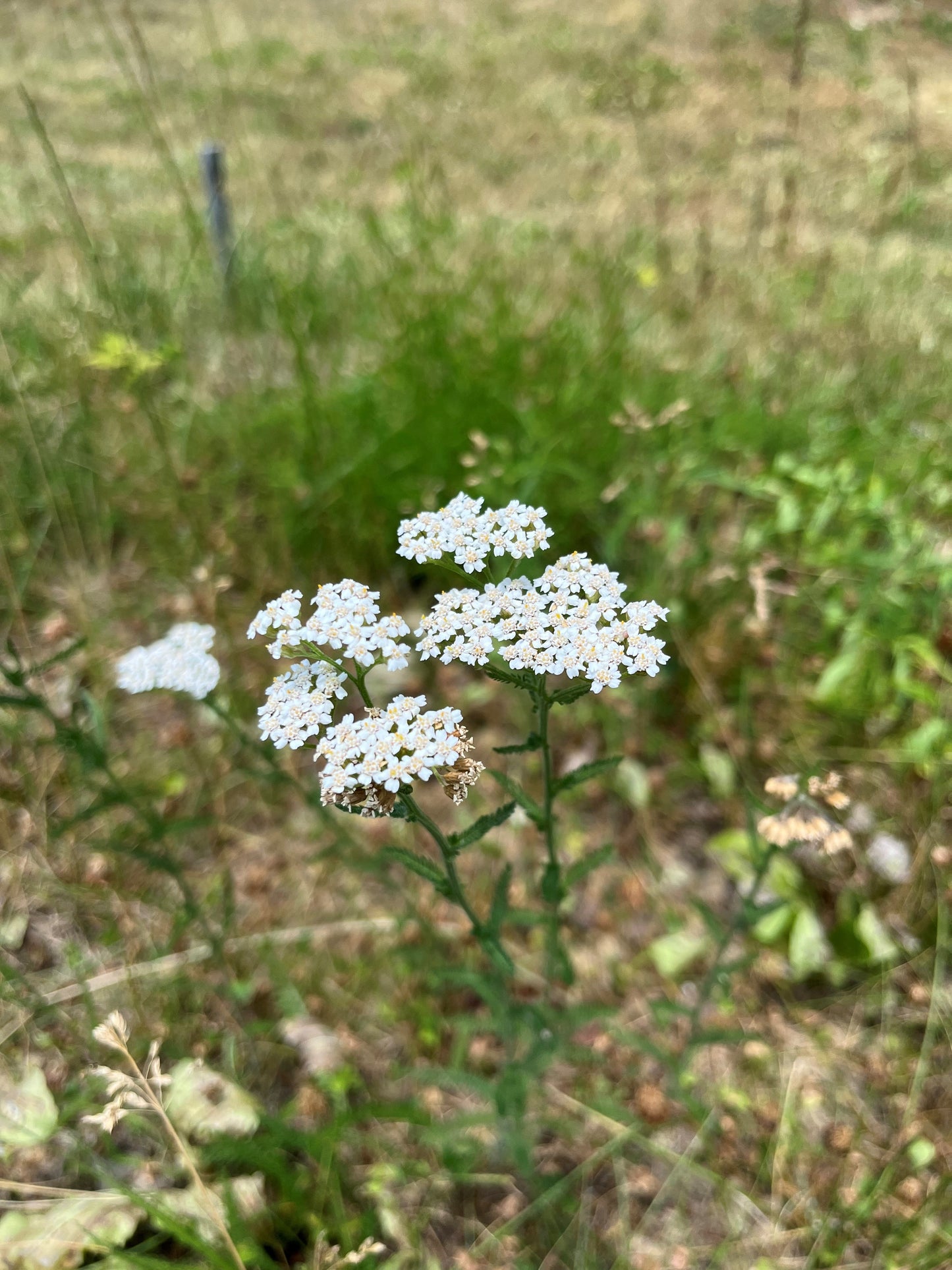 Bee Lawn Mix