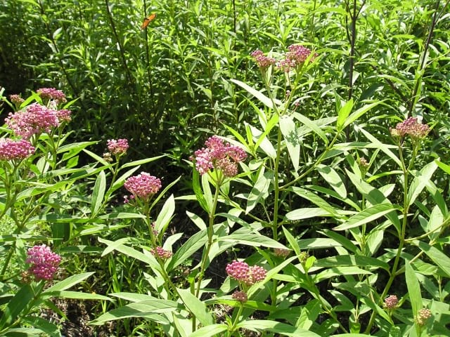 Asclepias incarnata - Swamp Milkweed