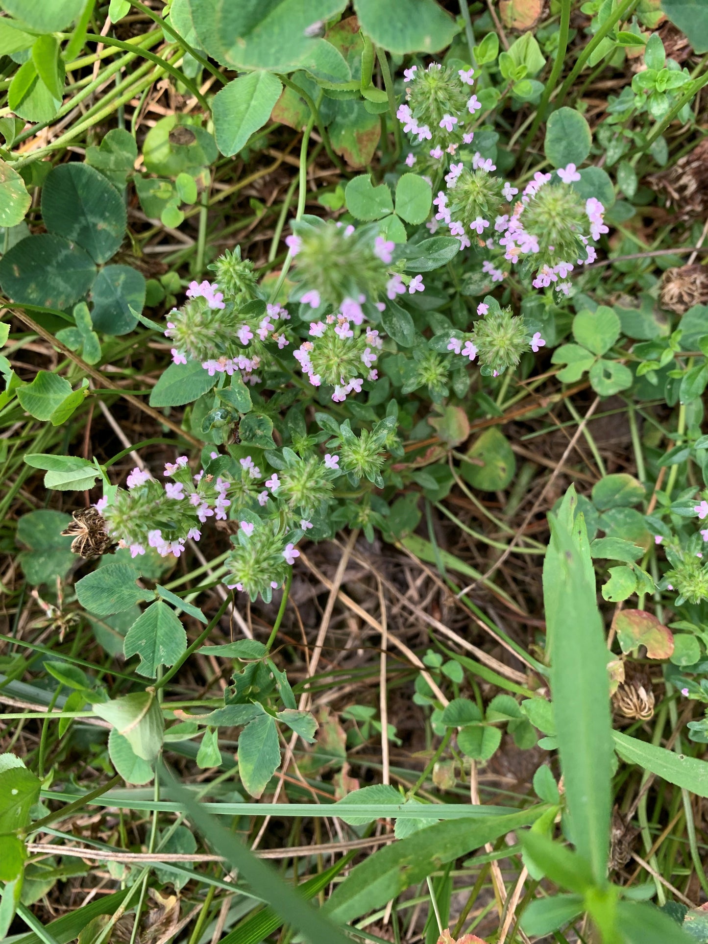 Bee Lawn Mix