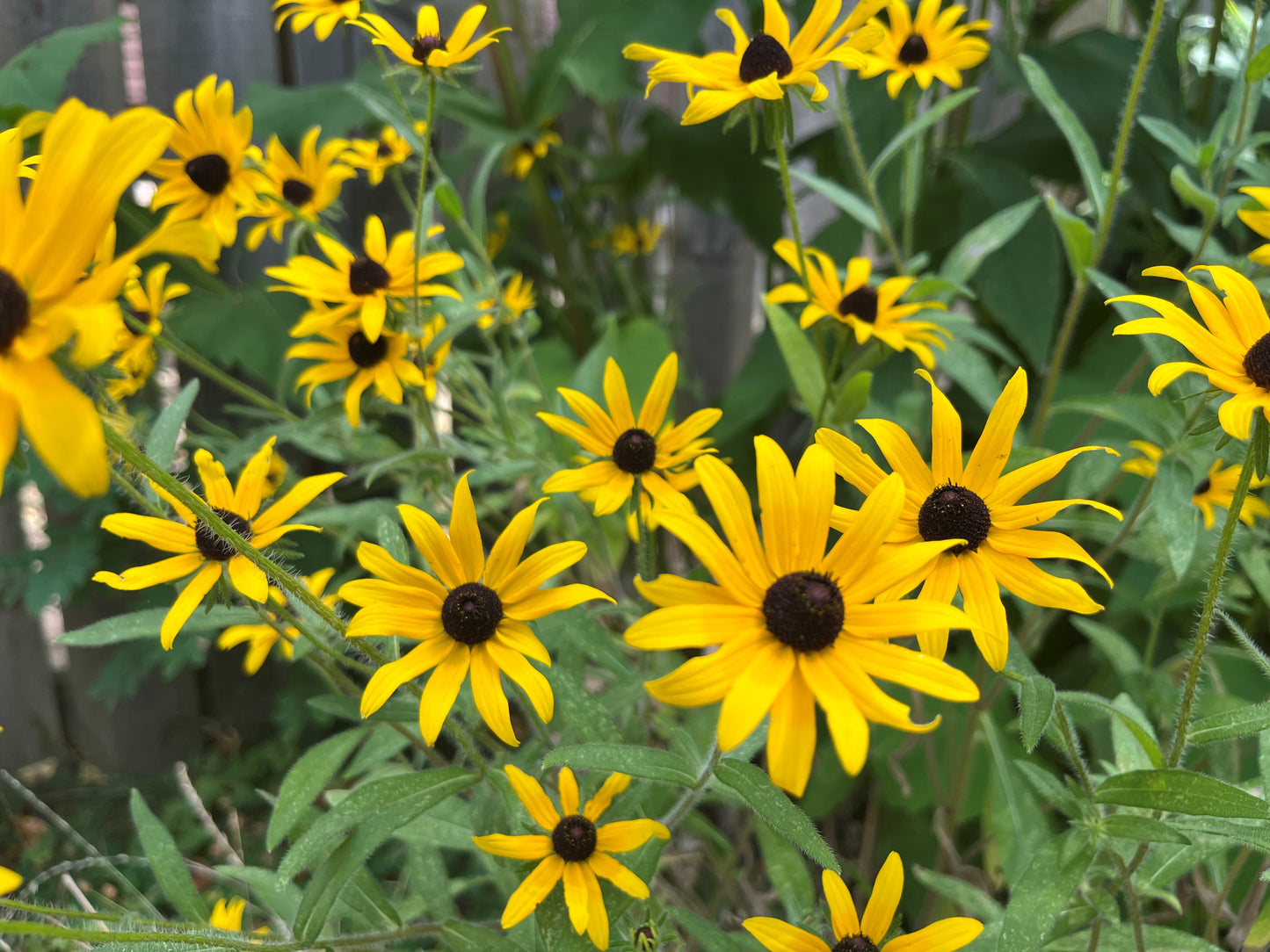 Rudbeckia hirta - Black-eyed Susan