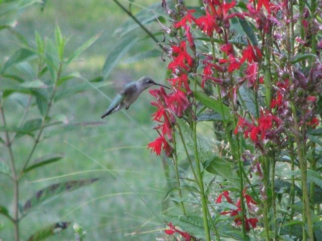 Lobelia cardinalis - Cardinal Flower