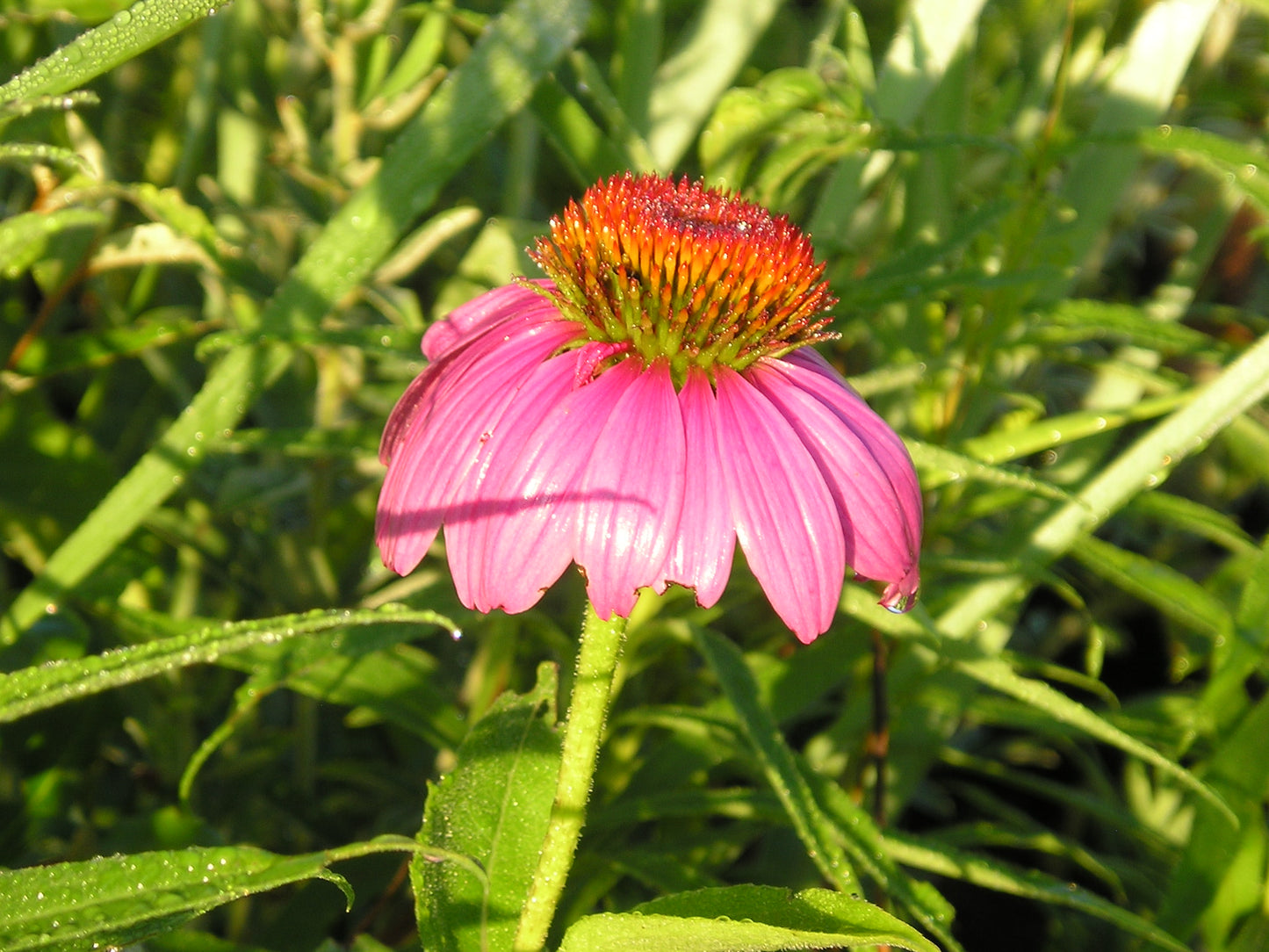 Echinacea purpurea - Purple Coneflower