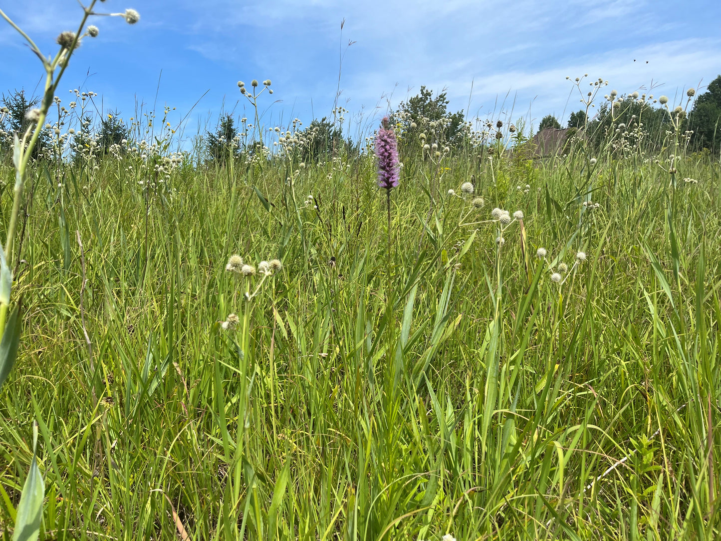 Liatris spicata - Dense Blazingstar