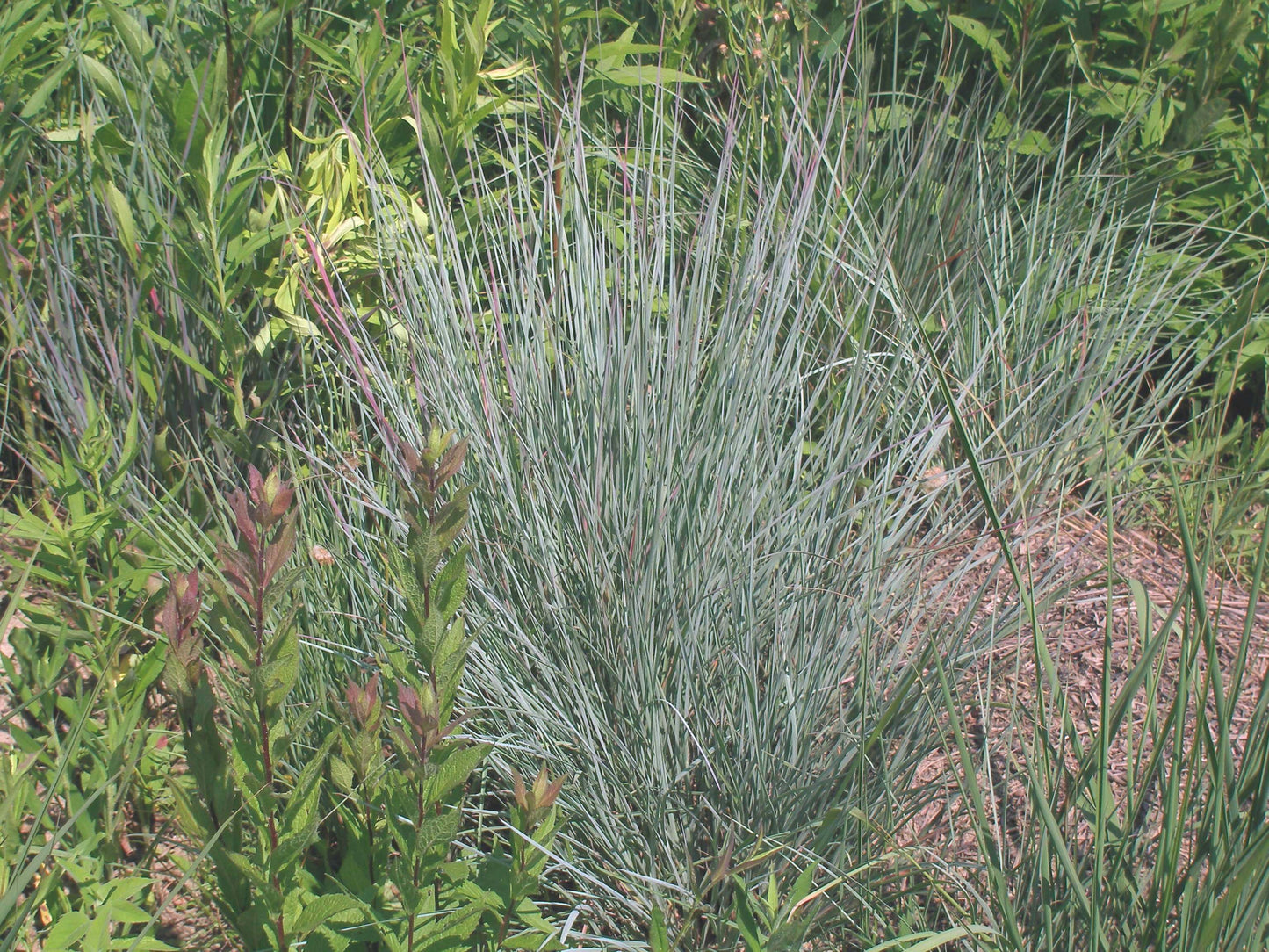 Schizachyrium scoparium - Little Bluestem