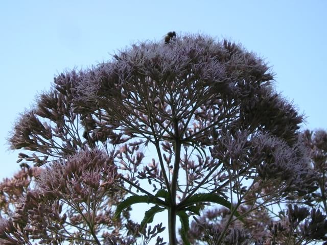 Eupatorium fistulosum - Hollow Joe Pye