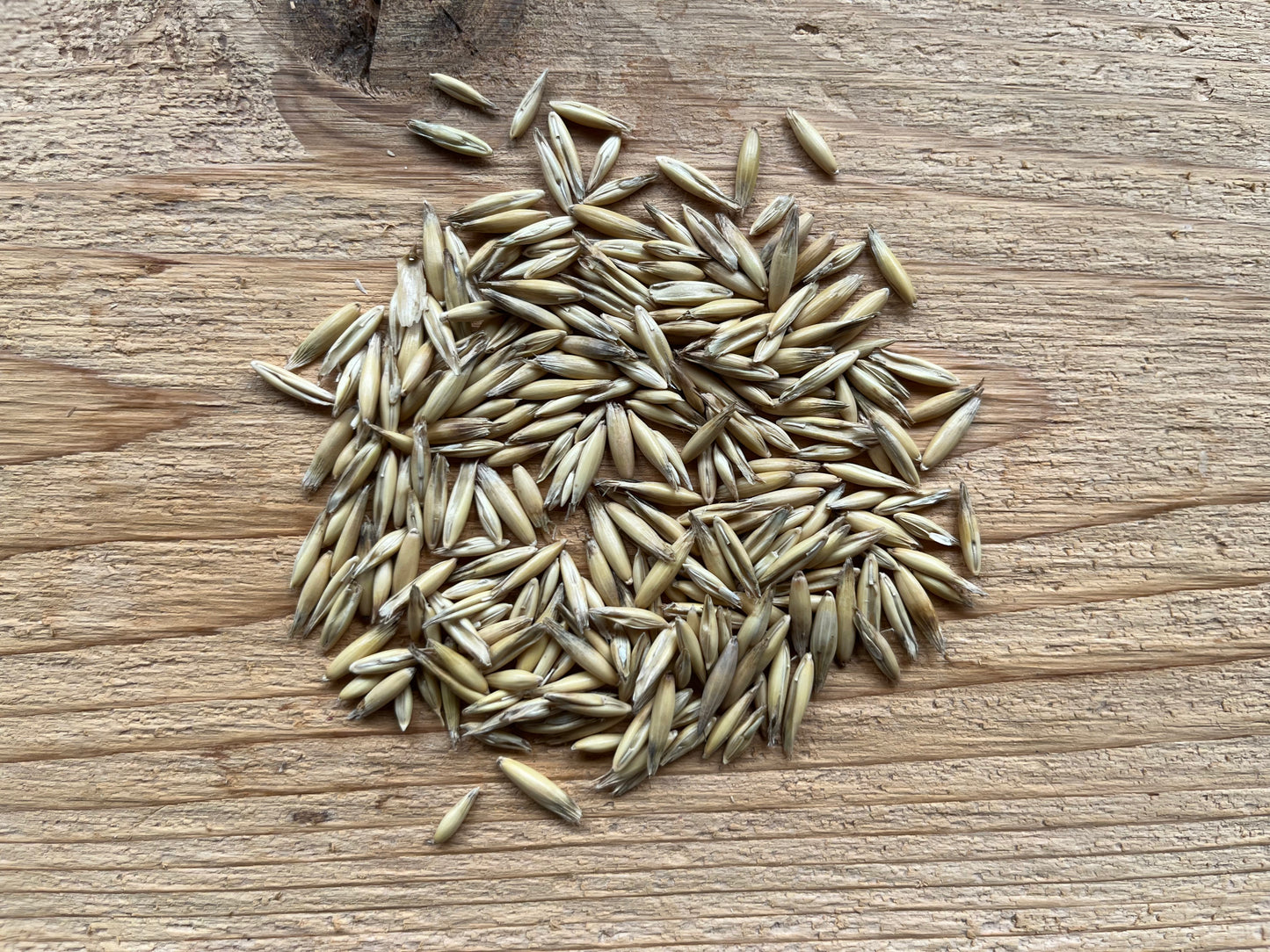 Avena sativa - Common Oats