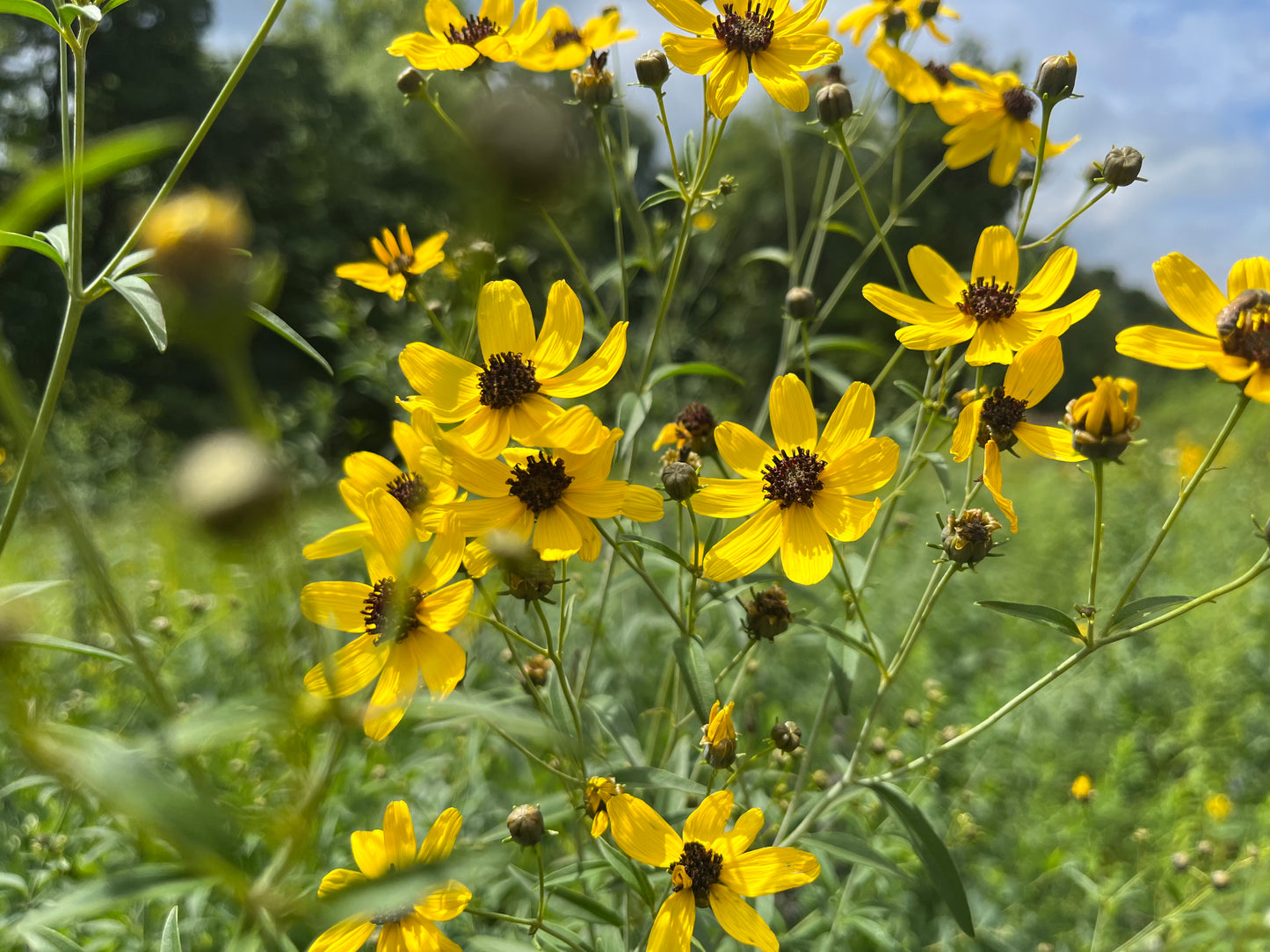 Coreopsis tripteris - Tall Coreopsis