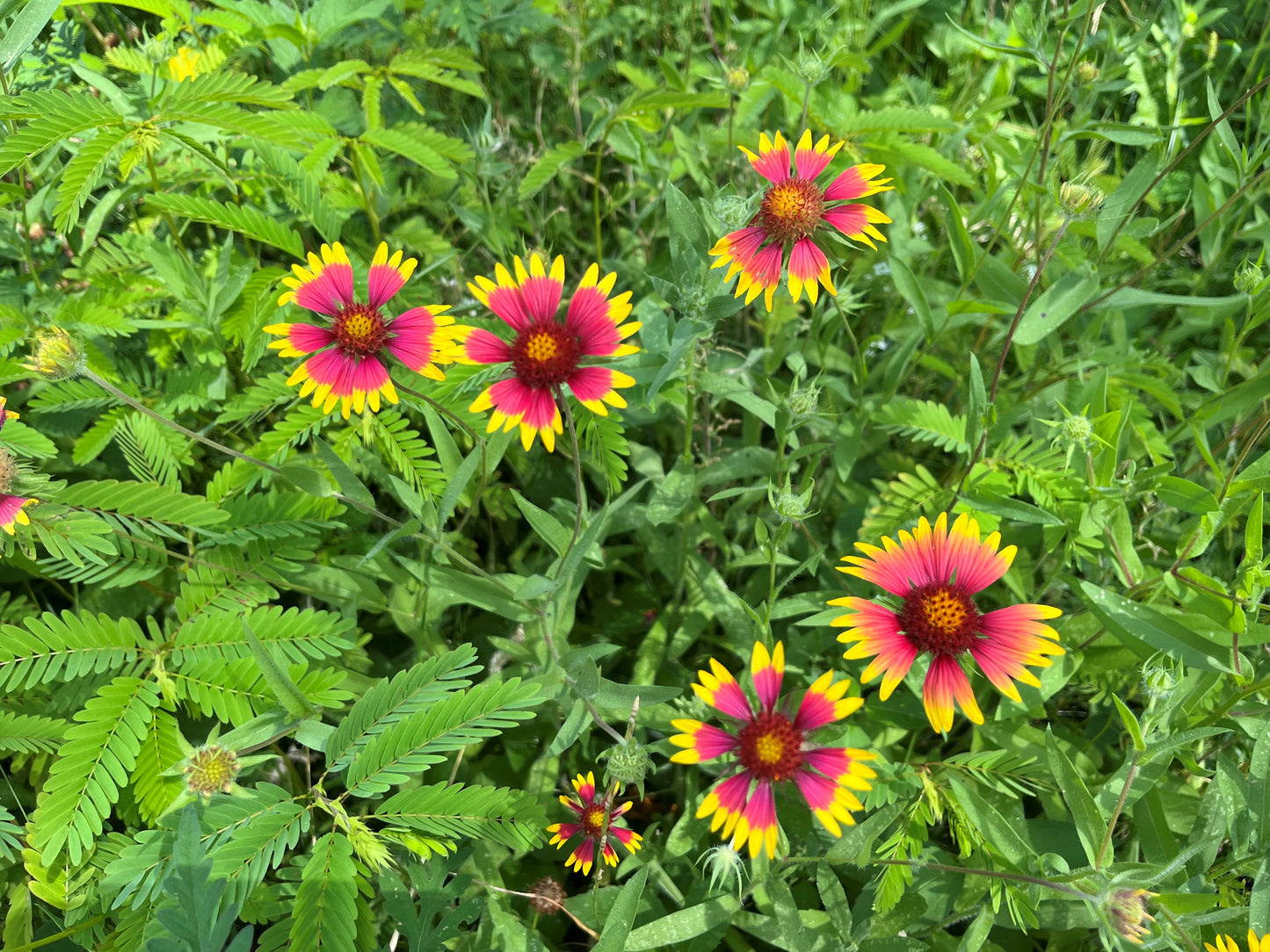 Gaillardia pulchella - Indian Blanket