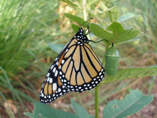 Milkweed Madness Native Seed Packet