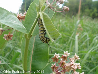 Milkweed Madness Native Seed Packet