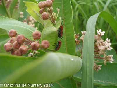 Milkweed Madness Native Seed Packet