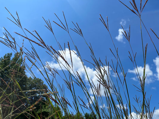 Native Tall Grass Seed Mix