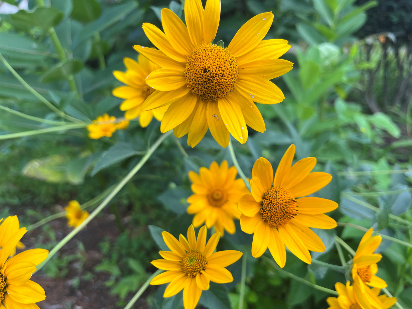 Heliopsis helianthoides - Ox Eye Sunflower