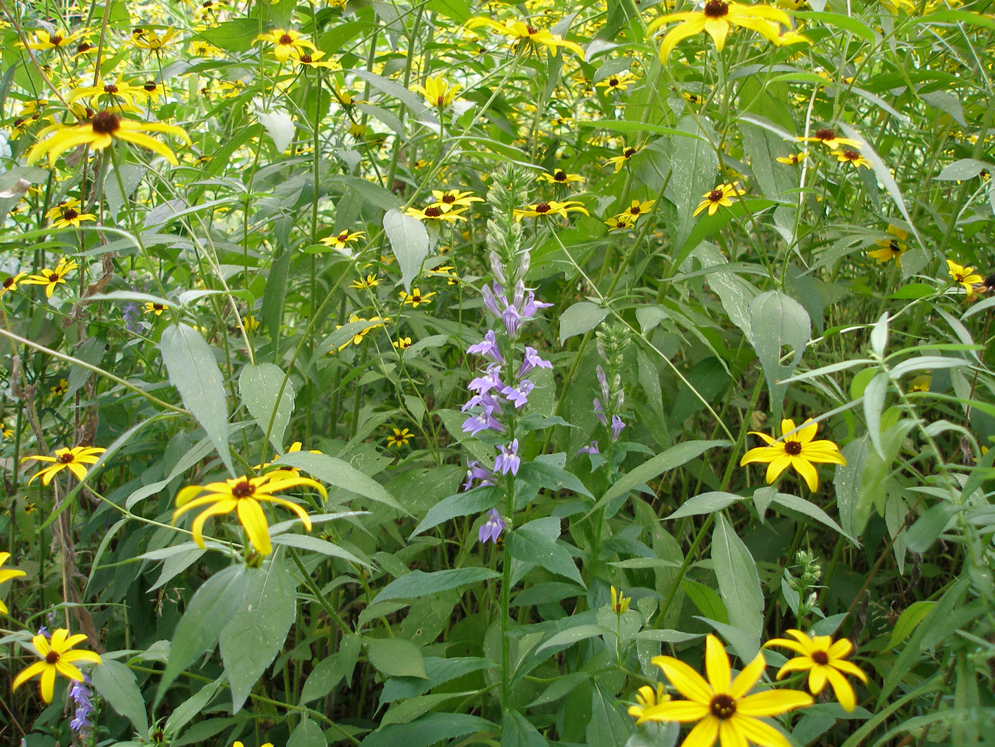 Lobelia siphilitica - Great Lobelia