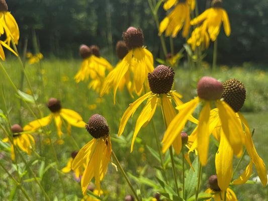 Pond Edge Native Seed Mix