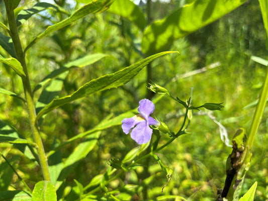 Rain Garden Native Seed Mix