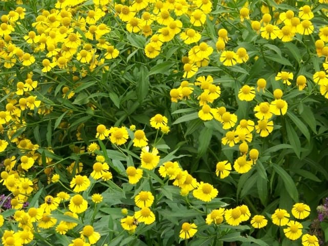 Helenium autumnale - Sneezeweed (Helen's Flower)