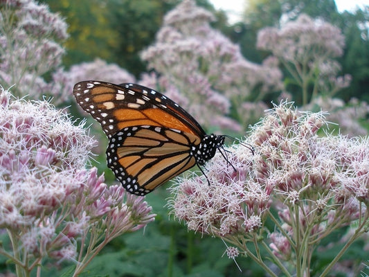 Eupatorium purpureum - Sweet Joe Pye